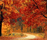 Autumn Leaves.jpg Autumn Leaves.jpg